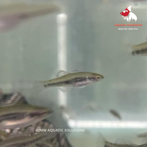 Empire Gudgeon (Local) Bulk 50+ SS-2