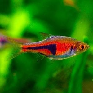 Espei Rasbora (Local) S-2