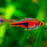 Espei Rasbora (Local) S-2