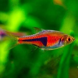 Espei Rasbora (Local) M-2.5