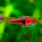 Espei Rasbora (Local) M-2.5