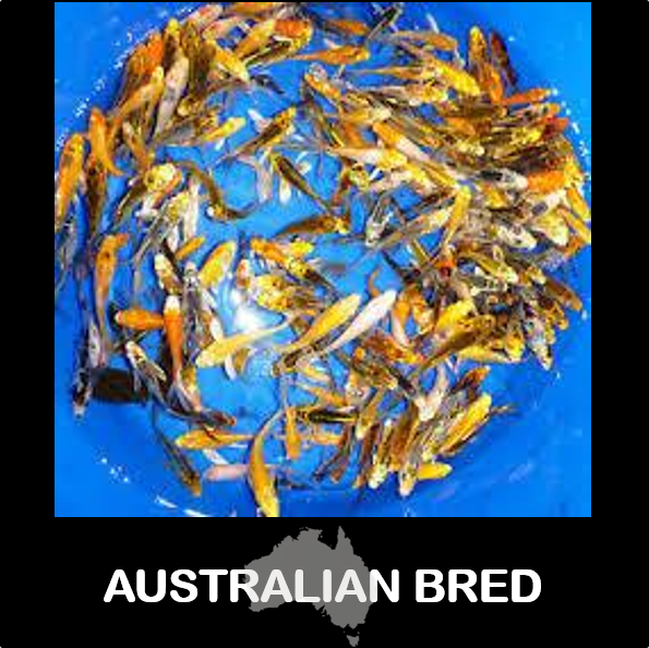 Feeder Koi (Local) Bulk 50+ M-7.5