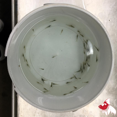 Feeder Shrimp (per 50) M-1
