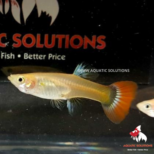 Blonde Tuxedo Guppy - Female M-4