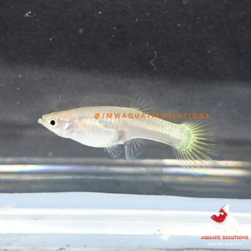 German Yellow Guppy - Female M-4