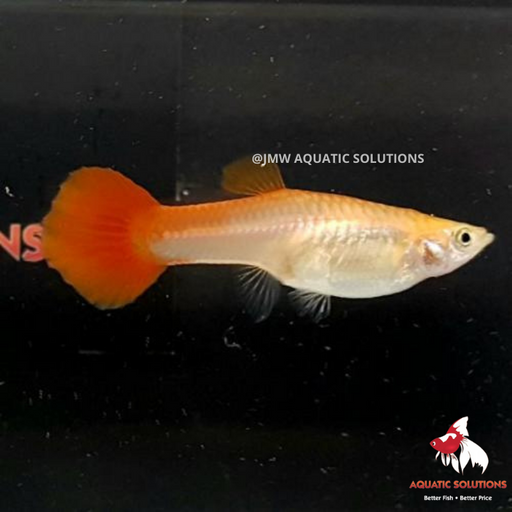 Rainbow Guppy - Female M-4