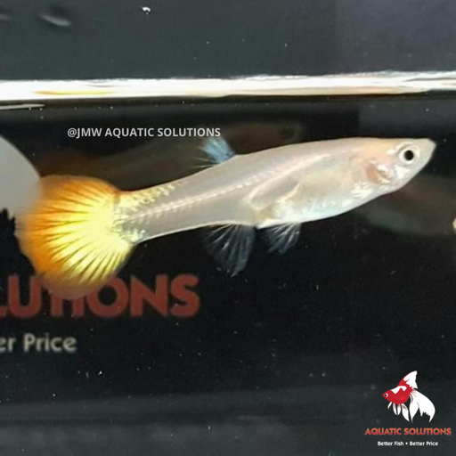 Sunset Guppy - Female M-4