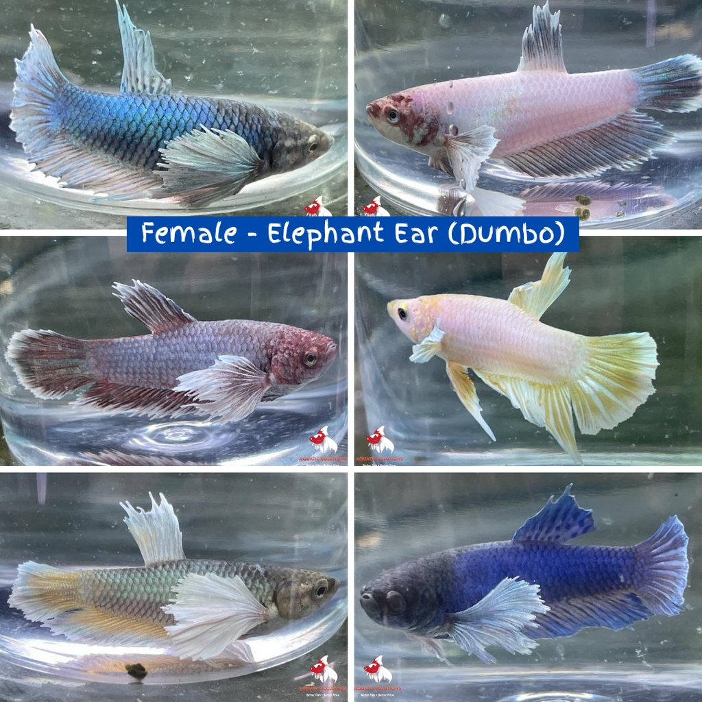Fighters — Aquatic Solutions Australia