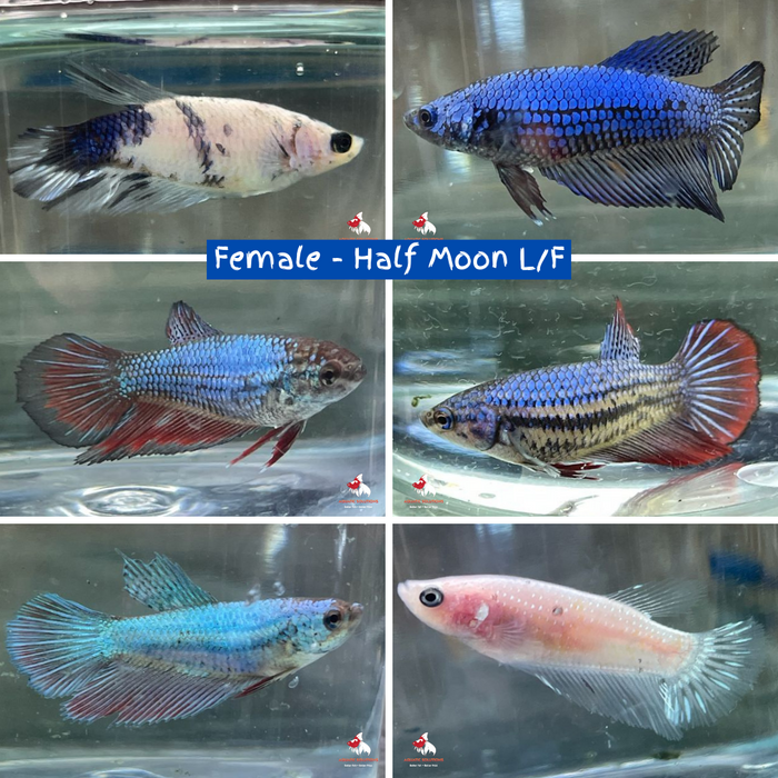 Female - Half Moon L/F (FHM) Bulk 20+ M-4