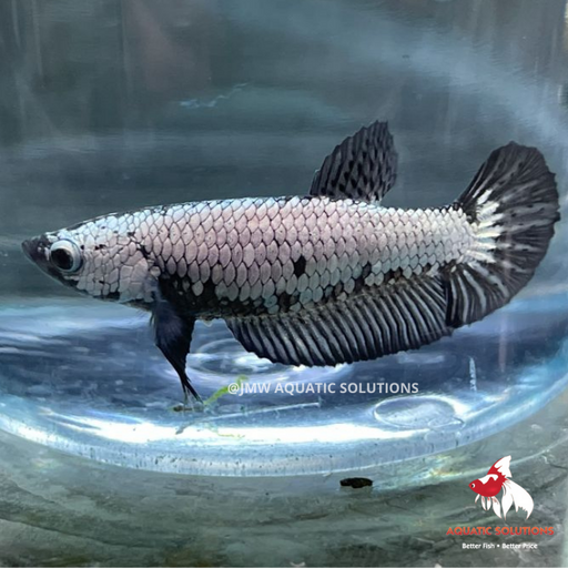 Female - Half Moon S/F Black Samurai (FBS) M-4