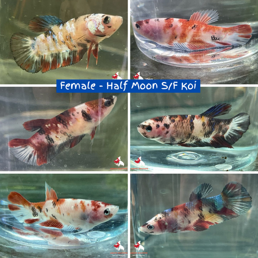 Female - Half Moon S/F Koi (FK) M-4