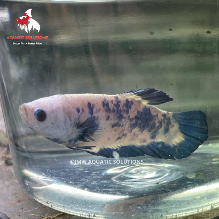 Seconds Female - Half Moon S/F Hellboy (FHB) M-4