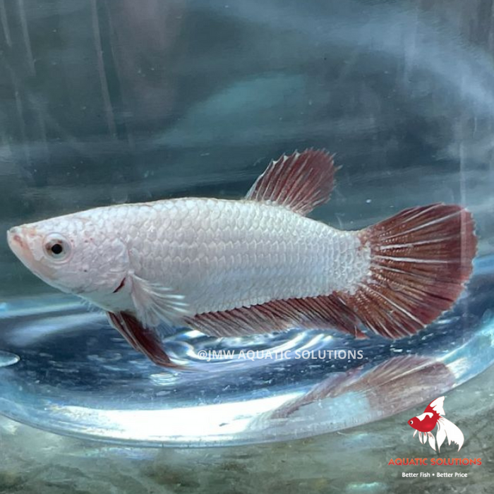 Female - Half Moon S/F Red Samurai (FRS) M-4