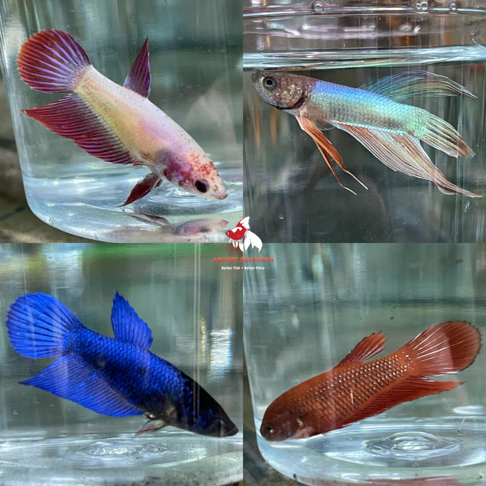 Female - Longfin (FLF) Bulk 20+ L-4