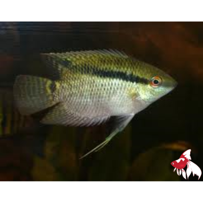 Festivum (Flag Cichlid) F1 Colombian M-5
