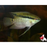 Festivum (Flag Cichlid) F1 Colombian M-5