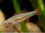 Firetail Gudgeon (Local) M-4