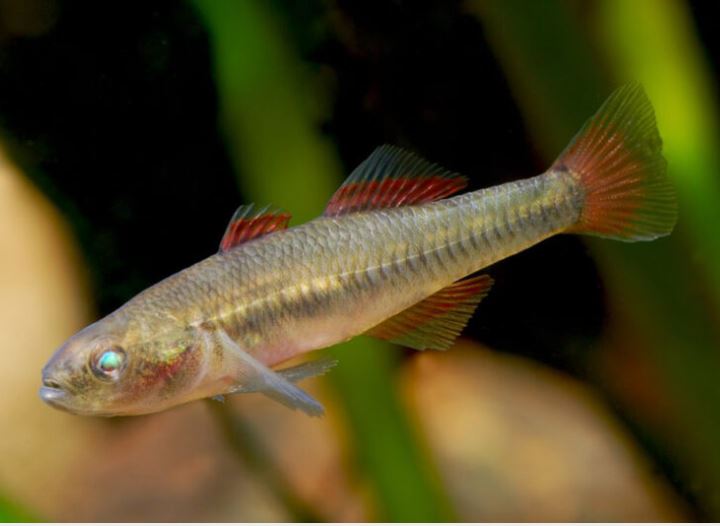 Firetail Gudgeon (Local) M-4