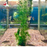 Foxtail (Local) (5 stems per bag)