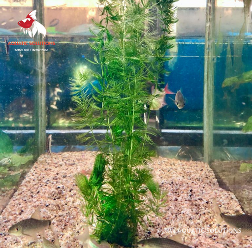 Foxtail (Local) (5 stems per bag)