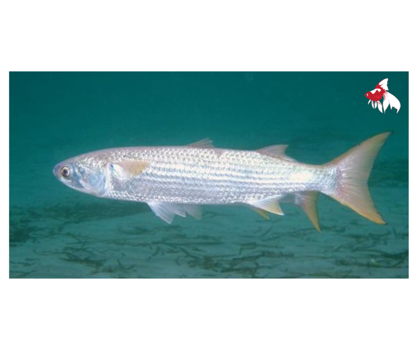 Freshwater Mullet (Local) SSS-3 (Limited Numbers!)