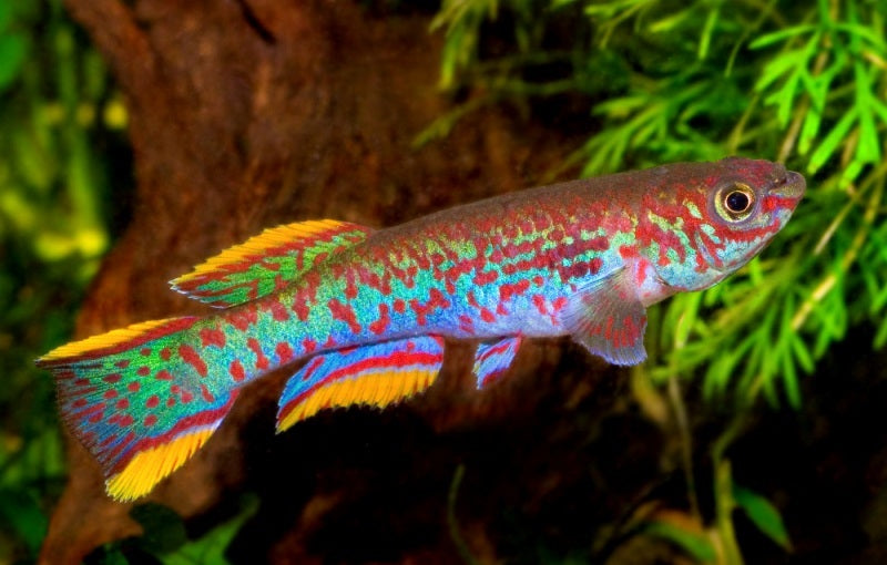 Gardneri Killifish M 4-5 (1 ONLY!)