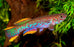 Gardneri Killifish M-4