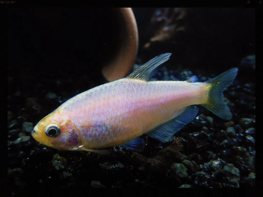 Emperor Tetra - Golden / Blue (Local) M 2-3