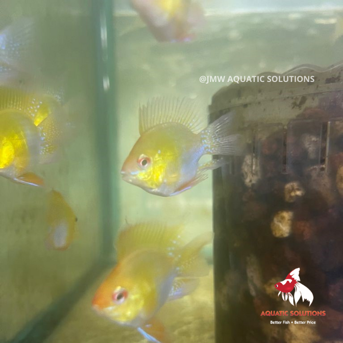 Ram - Gold Balloon Longfin (Import) M-3.5