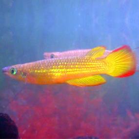 Gold Panchax (Import) M-3.5