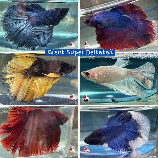 Giant Super Deltatail (GSD) L-6