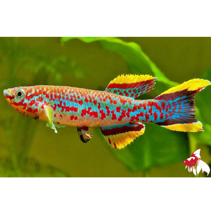Gardneri Killifish S 3-4