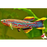 Gardneri Killifish S 3-4