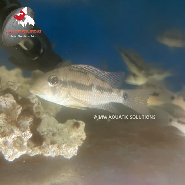 Geo. sp. Alto sinu 'gold dust' (Local) ML-6 (Nice!)