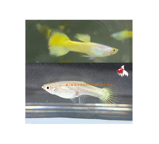 German Yellow Guppy - Pair 4cm
