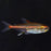 Glowlight Tetra (Import) L 2-3