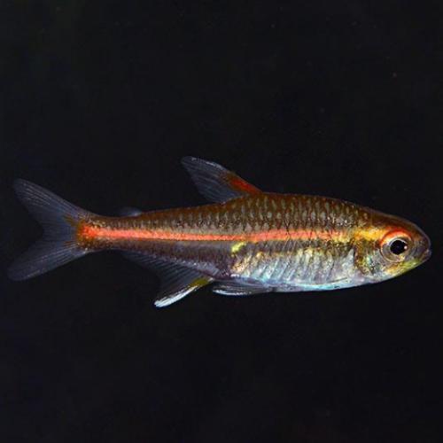 Glowlight Tetra (Import) L 2-3
