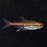 Glowlight Tetra (Local) M 2-3