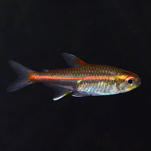 Glowlight Tetra (Local) M 2-3