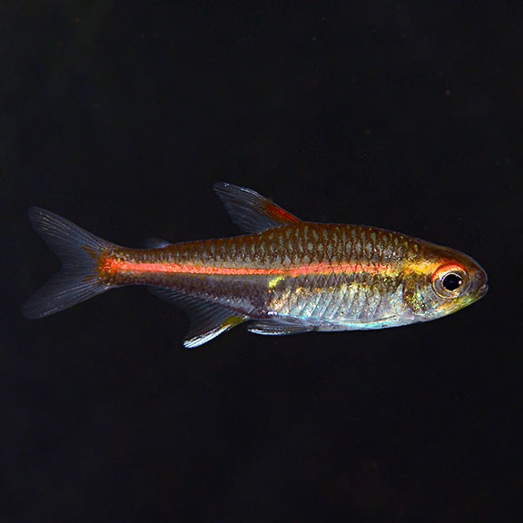 Glowlight Tetra (Local) M 2-3