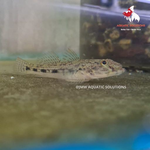 Goby - Square blotch S-4