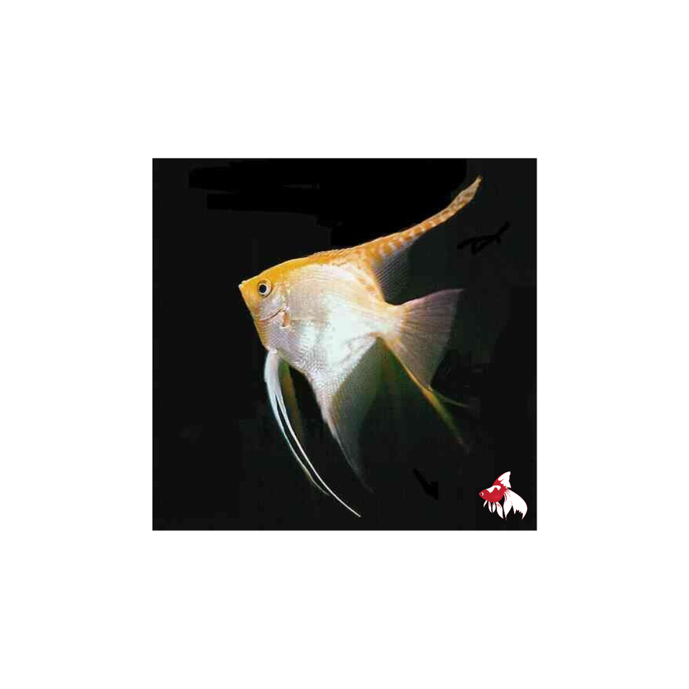 Gold Angel (Local) M-4.5 (6 ONLY!)