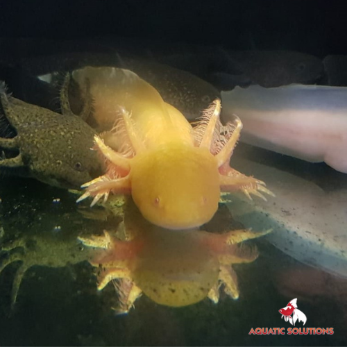 Axolotl - Gold (Local) XXL-22