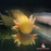 Seconds Axolotl - Gold (Local) XL-18