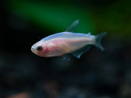 Emperor Tetra - Golden / Blue  (Import) ML 3-4 (Nice!)