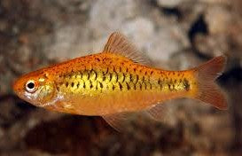 Golden Barb L 4-5