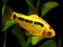 Golden Barb - Neon (Local) Bulk 50+ M-4