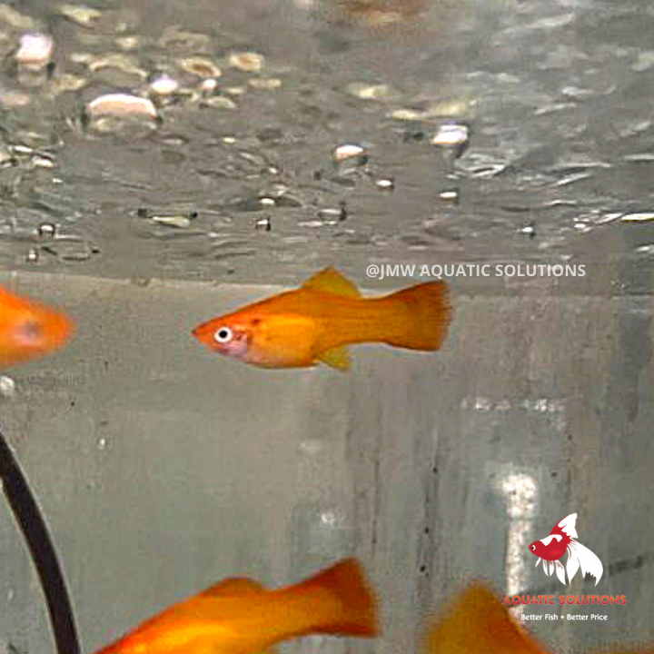 Golden Swordtail (Import) M-5