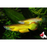 Gold Panchax (Import) M 3-4