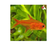 Ember Tetra (Import) Bulk 100+ M 2-3 (Nice!)